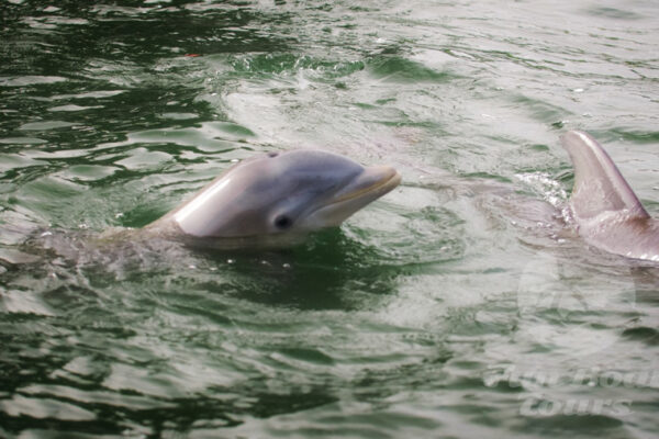 SiestaKation Charters sunset dolphins