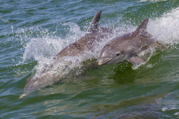 SiestaKation Charters Eco Tour Dolphin