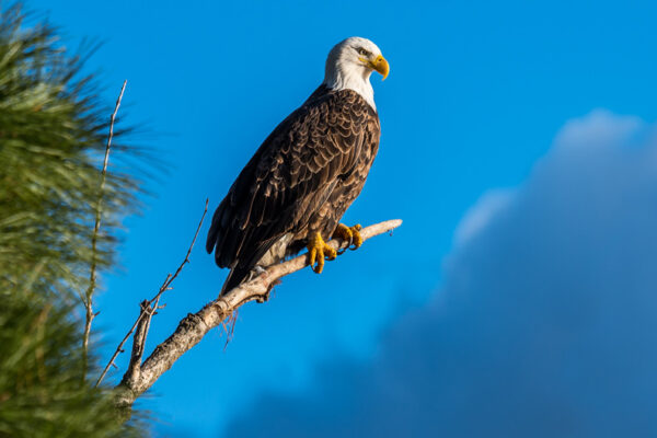 SiestaKation Charters Eco Tour Bald Eagle