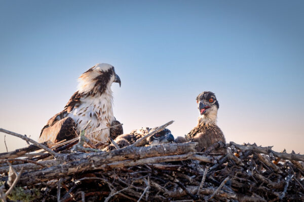 SiestaKation Charters Eco Tour Osprey