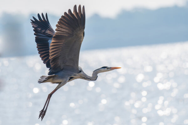 Heron flying