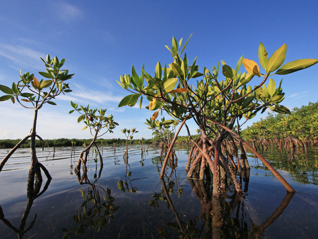 SiestaKation Charters, eco tours mangroves