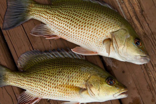 Mangrove Snappers, SiestaKation Charters