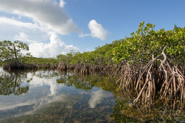 SiestaKation Charters, Eco Tour Mangroves