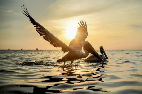 Pelicans at sunset, SiestaKation Charters