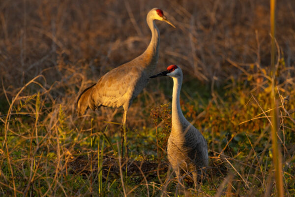 Sandhill cranes, SiestaKation Eco Tour