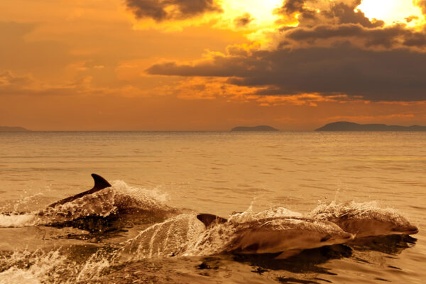 SiestaKation Charters, sunset dolphin tour